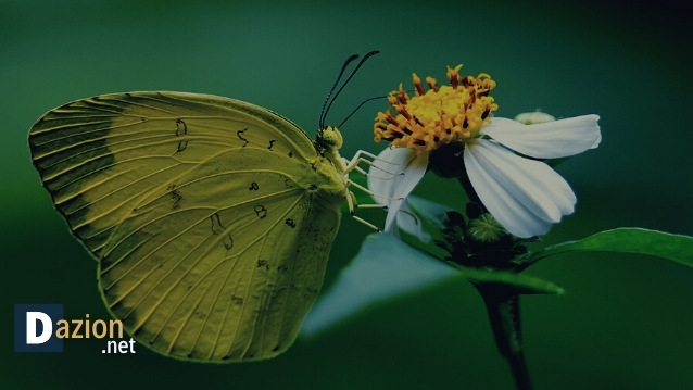 yellow butterfly spiritual meaning