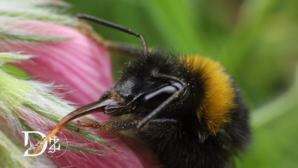 bumblebee (3)