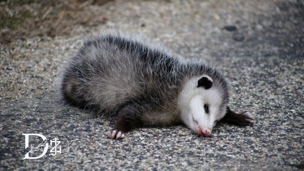 spiritual meaning of a possum