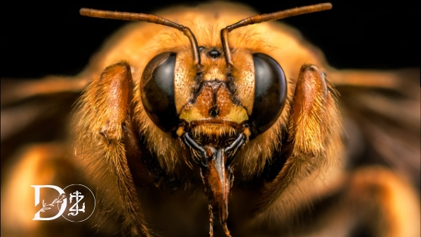 bumblebee (2)